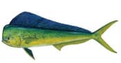 Dolphin (Mahi Mahi)
