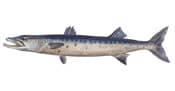 Great Barracuda