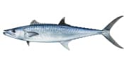 King Mackerel (Kingfish)