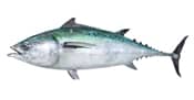 Little Tunny (False Albacore)