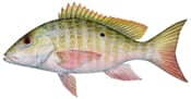 Mutton Snapper