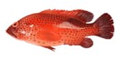 Red Grouper