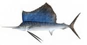 Sailfish