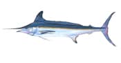 White Marlin