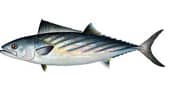 bonito