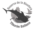 tiburon ballena